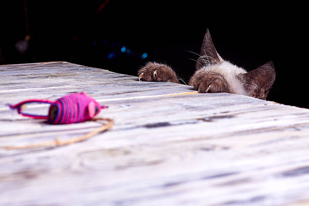 Domestic cat plays with a mouse it caught.