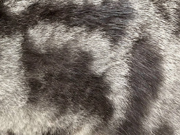 istock Cat hair background (British shorthair) 2227516875