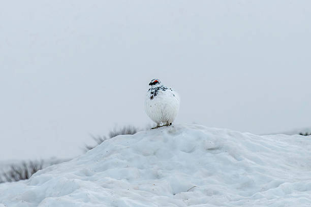 istock White-tailed ptarmigan (Lagopus leucuraor) or Snow Quail 2227517000