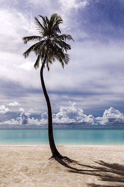 Palm tree on the beach of Maldives in summer day. Copy space.