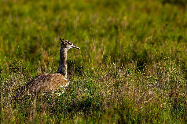 The Kori Bustard moves slowly through the sunlit savanna, its massive body almost vanishing into the grass. Silent, cautious, and commanding, it blends perfectly with the golden wilderness of Serengeti.