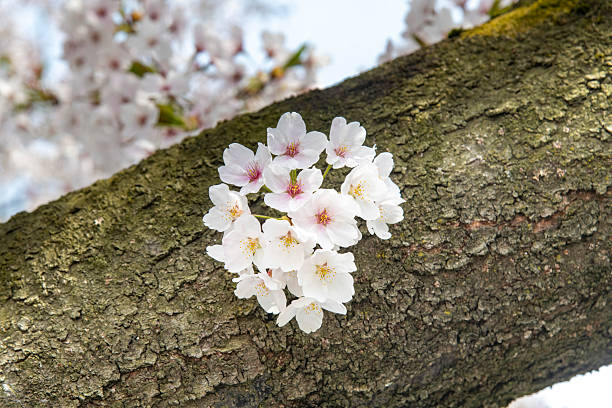 Close up of some pink and white cherry blossom or Sakura growing out of the thick branch of a Japanese Cherry tree  with background out of focus