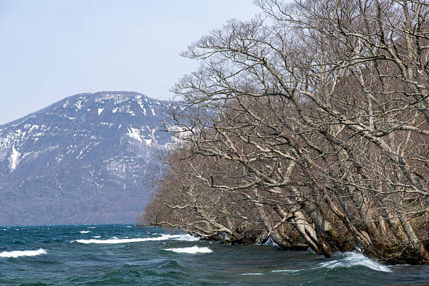 Waves crashing leafles submerged trees along shore of Lake Towada, a crate lake near Towada, Japan, drained by the Oirase River with snow covered mountains in background