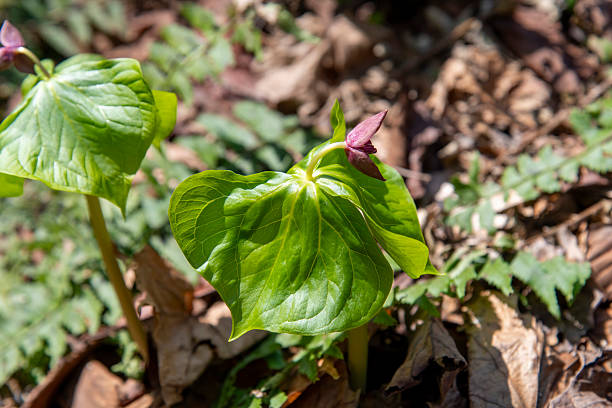 The Large Flowered Trillium is one of the many different kinds of trilliums found in the Great Smoky Mountains National Park. This one was photographed next to a busy trail.