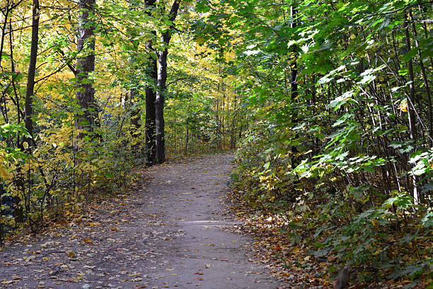 istock Pathway through a Lush Autumn Forest in sunset 2227519414