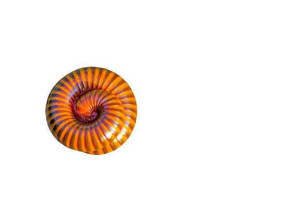 Red Garden Millipede in circle shape isolated on white background, also known as Trigoniulus corallinus, is a common millipede found throughout the Indo-Malayan region of Asia