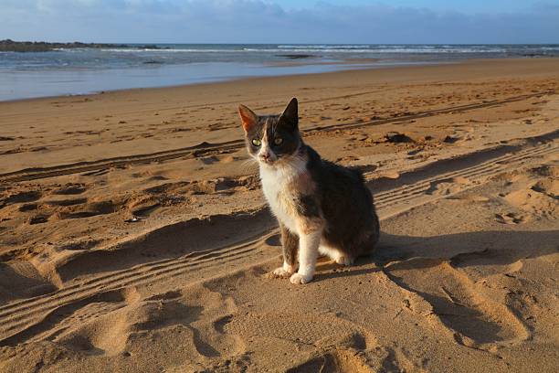 Stray cat visiting beautiful beach in Legzira, near Sidi Ifni, Morocco.