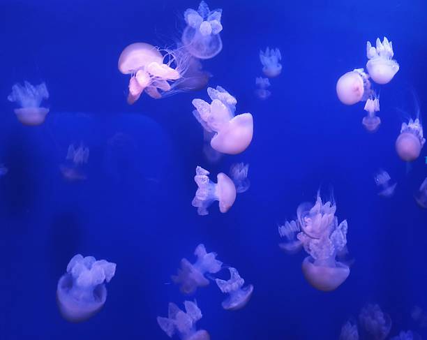 Jellyfish glow inside the vast, illuminated aquarium.