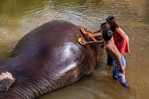istock Children bathing an elephant in a river 2227525518