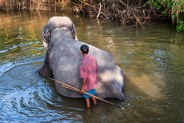Mahout bathing his elephant in the river