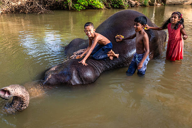 istock Children bathing an elephant in a river 2227525696