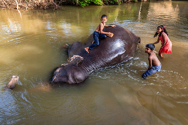 istock Children bathing an elephant in a river 2227525773