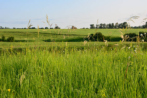 istock Grassy Meadow with tall green grass Under Blue Sky 2227527423