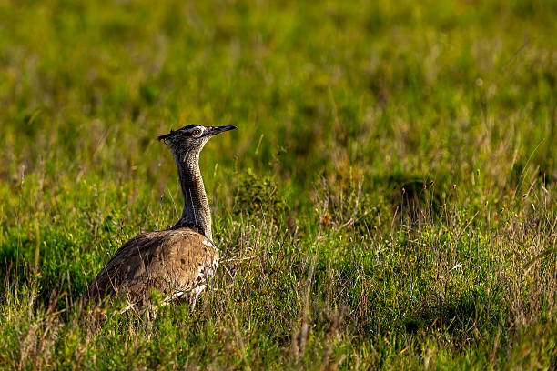 The Kori Bustard moves slowly through the sunlit savanna, its massive body almost vanishing into the grass. Silent, cautious, and commanding, it blends perfectly with the golden wilderness of Serengeti.