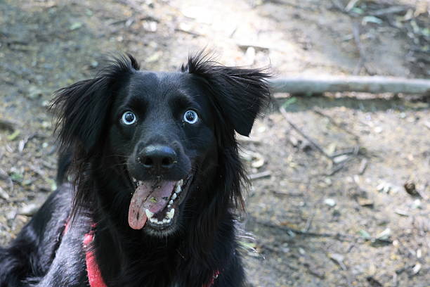 istock Black dog with blue eyes 2227529153