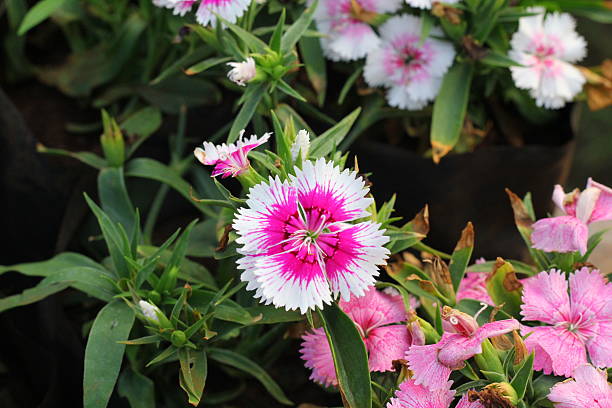 istock Vibrant Pink Dianthus Flowers in Blooming Clusters 2227533504