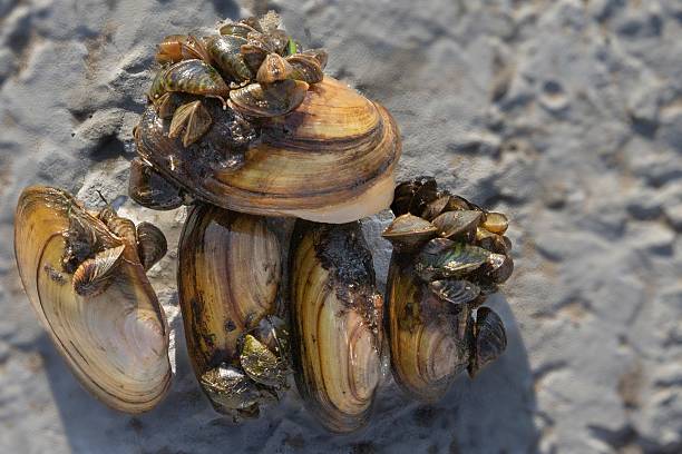 istock Freshwater mussels with attached zebra mussels close up 2227533971