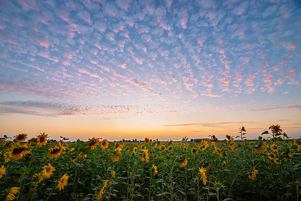 istock Golden Sunflowers Under Vibrant Sky During Serene Summer Sunset 2227534103