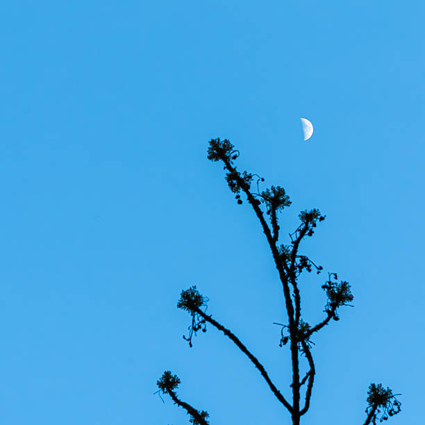 Minimalist image showing a single lichen-covered tree branch in silhouette reaching into a vivid blue sky with a visible half moon. The photo has a square composition with strong negative space and natural contrast.