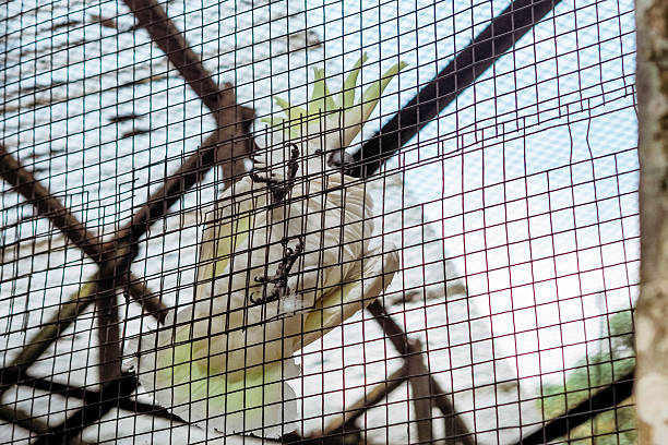 istock angry cockatoo behind the fence 2227534970