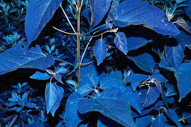 backdrop, background, concept, decorative, design, detail, material, natural, nobody, pattern, photo, photograph, photography, real photography, scene, surface, texture, textured, wallpaper, process, culture, arts, backgrounds, banner, sign, beautiful flora, botanical background, leaf, beautiful, garden, color,