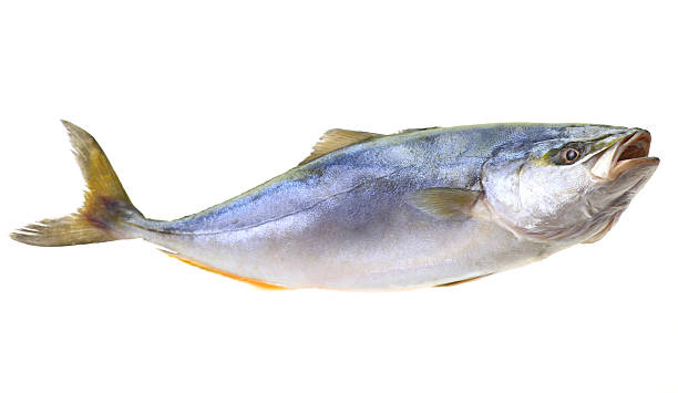 istock Fish yellowtai on white background (Japanese amberjack) 2227536380