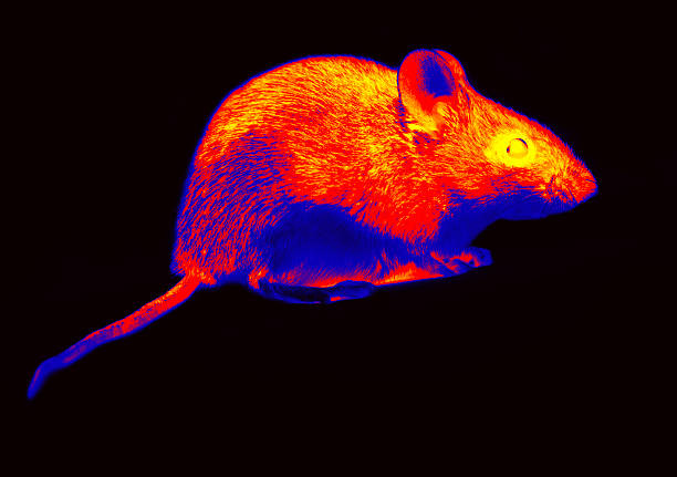 istock Wild forest and field mice infrared isolated 2227536651