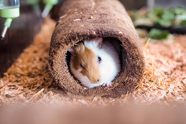 istock close up of a cute hamster hiding 2227536790