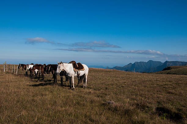 Herd of horses grazing on a hillside in Brazil
