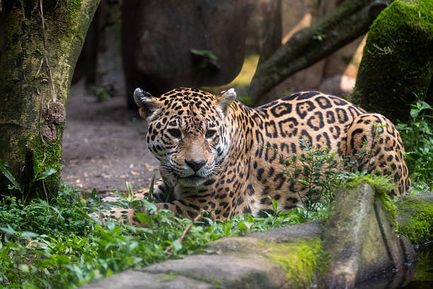 istock A jaguar lounges in a natural setting, surrounded by lush greenery. Its distinctive spots are clearly visible as it looks directly at the camera, exuding a sense of calm and quiet alertness. 2227537778