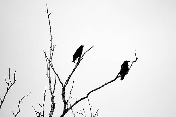 istock silhouette of crows in a bald tree - black and white picture 2227537950