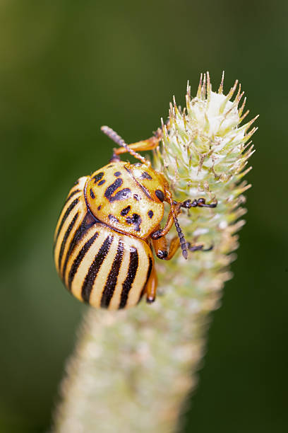 istock close-up of a potato beetle 2227537952