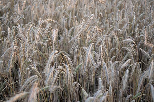 Mature wheat crop in a summer field, fully developed and ready for harvesting. A key stage in food production and grain farming cycle.