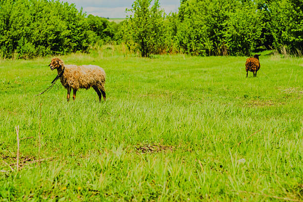 Flock of sheep on a green meadow in the countryside.