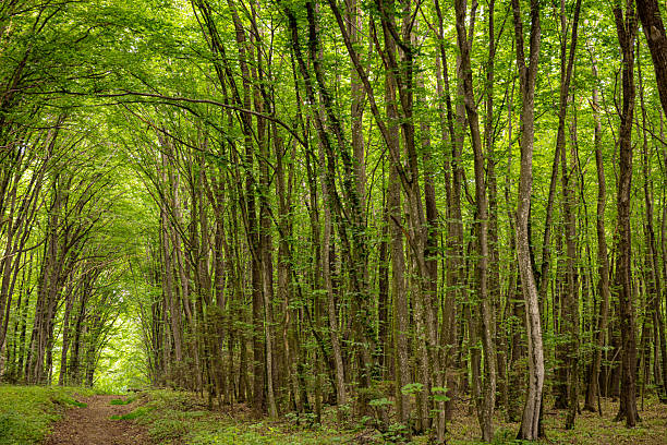 istock Imaginary tunnel in the dark forest, beauty in nature. 2227540893