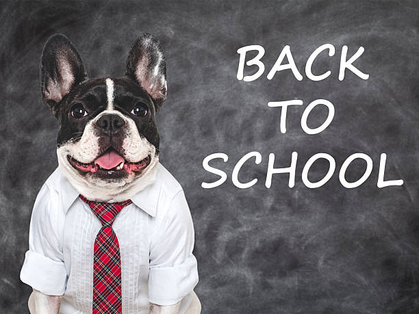 istock Back to school. Cute puppy and blackboard with inscription 2227540904