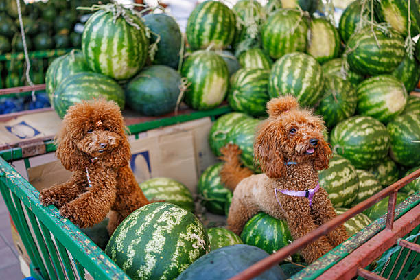 Two brown poodles hanging out at a fruit stand, nestled among dozens of juicy watermelons