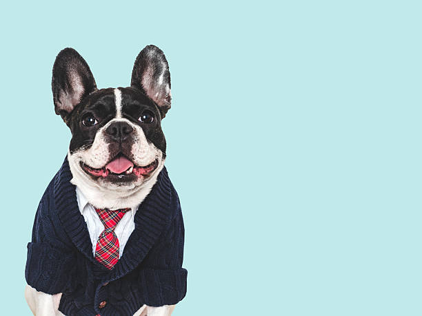 istock Cute puppy, white shirt and red tie. Studio shot 2227541393