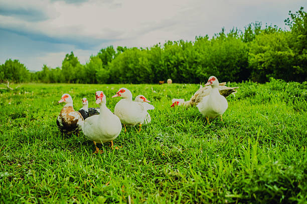 istock Ducks and a goose are strolling across a vibrant green field filled with grass under clear skies The setting emphasizes a peaceful rural atmosphere captured in bright daylight 2227542111