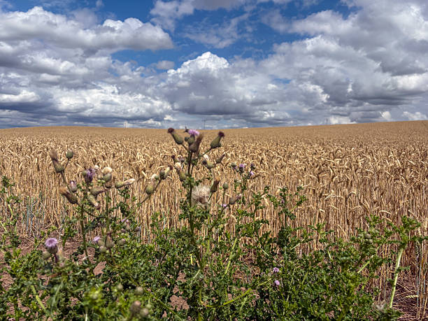 Field of winter wheat with thistle weeds in the foreground in July, North Yorkshire, England, United Kingdom