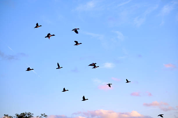 istock Birds flying in the cloudy sunset sky 2227546079