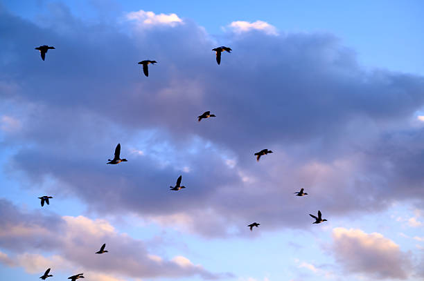 Birds flying in the cloudy sunset sky. High quality photo