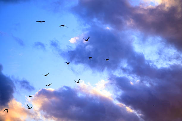 istock Birds flying in the cloudy sunset sky 2227546384