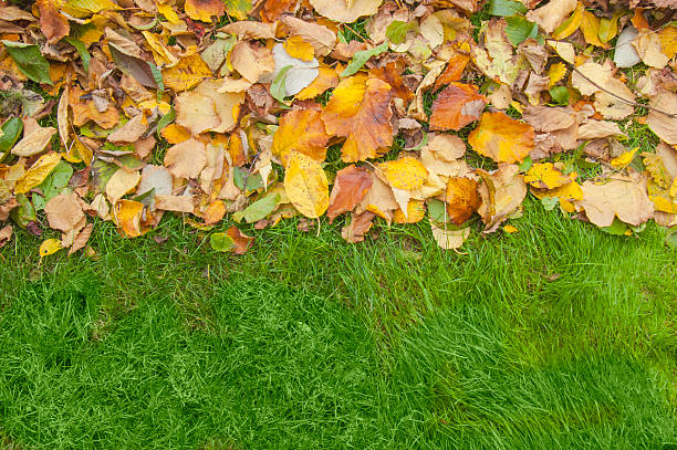 A vibrant boundary between lush green grass and a pile of fallen autumn leaves in various shades. Reflecting seasonal changes, nature, and cleanliness. A lively, natural image.