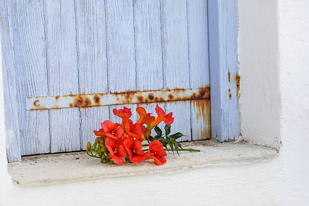 Turquoise wooden door with shutters on white plastered wall, purple potted plants, stone pavement, quiet entrance to summer house. Corfu, Greece.