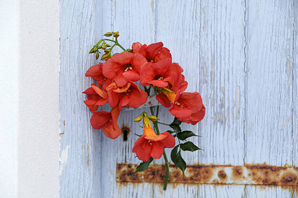 A Vibrant Bunch Of Red Flowers Gracefully Hangs On A Weathered Blue Wooden Door With A Rusted Metal Bar, Creating A Striking Contrast Of Color And Texture. The Scene Evokes A Sense Of Mediterranean Charm, Simplicity, And Timeless Beauty.