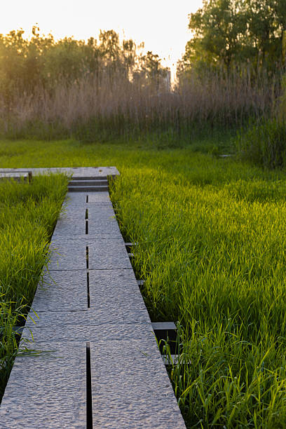 Water plants and stone paths along the river