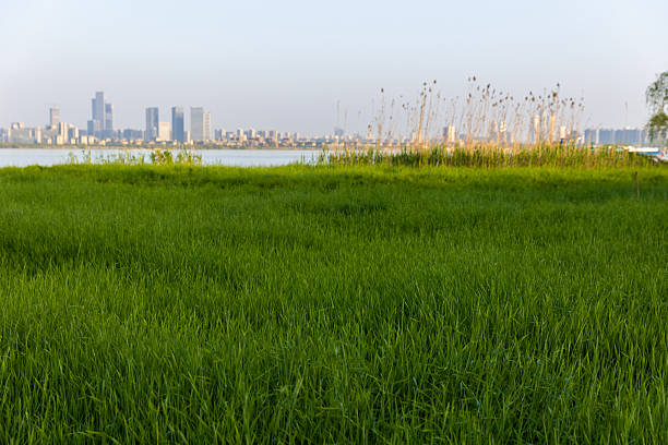 Grassland in urban parks