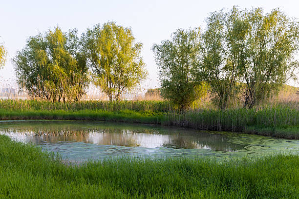 just a photo of nature