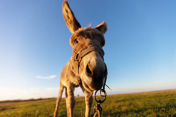 A grey donkey grazes against a green meadow and blue sky. Wide angle view.